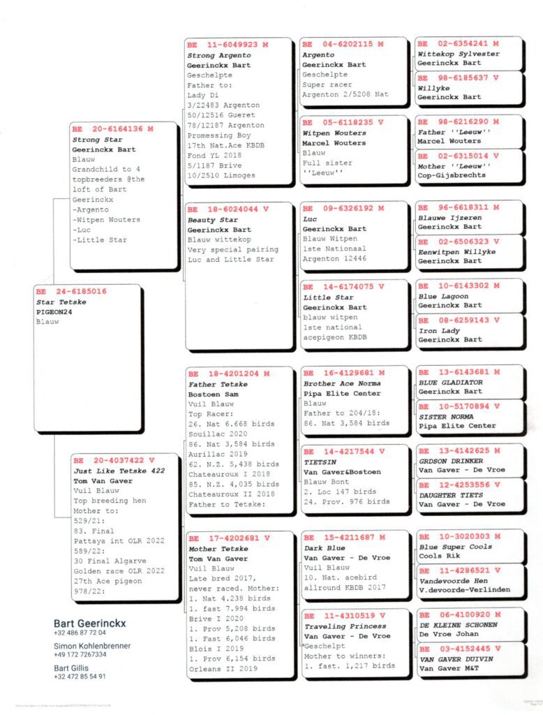 Racing pigeon pedigree chart