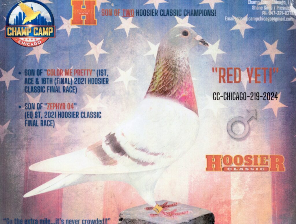 White racing pigeon on patriotic poster