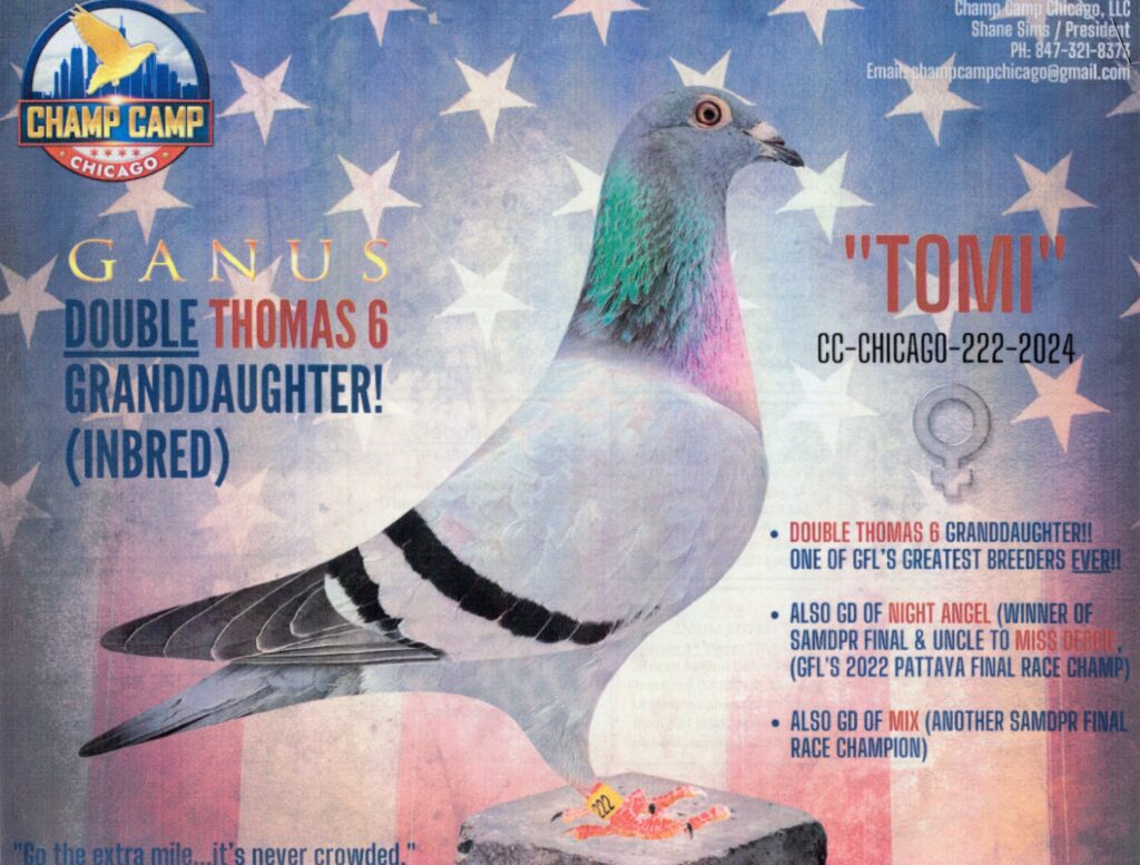 Pigeon portrait on American flag poster