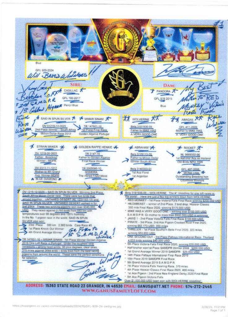 Pedigree sheet with trophies and handwritten notes