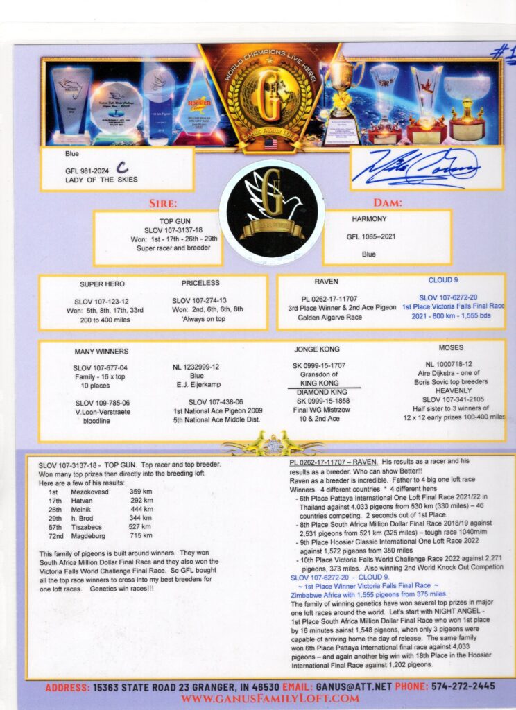 Pigeon pedigree sheet with trophies and race results