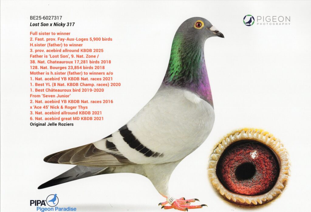Blue gray racing pigeon and eye detail