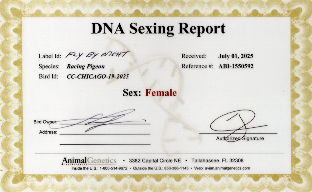 DNA sexing certificate for female racing pigeon
