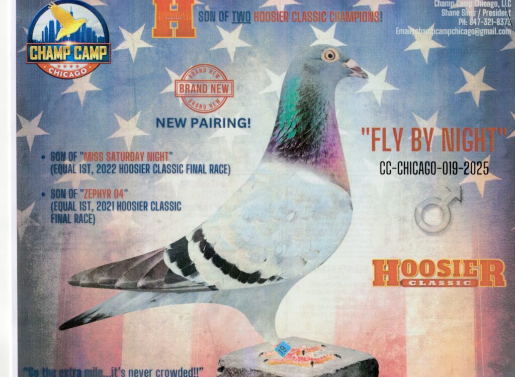 Racing pigeon on American flag poster