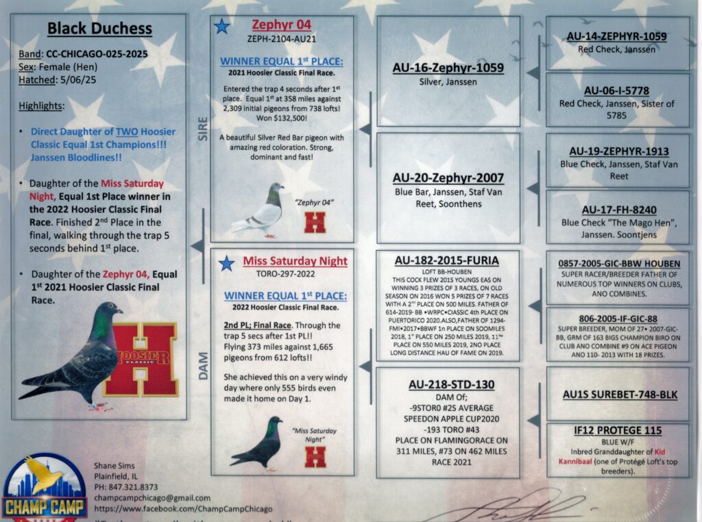 Pigeon pedigree poster with photos and text