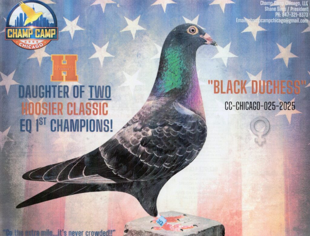 Pigeon poster with stars and stripes