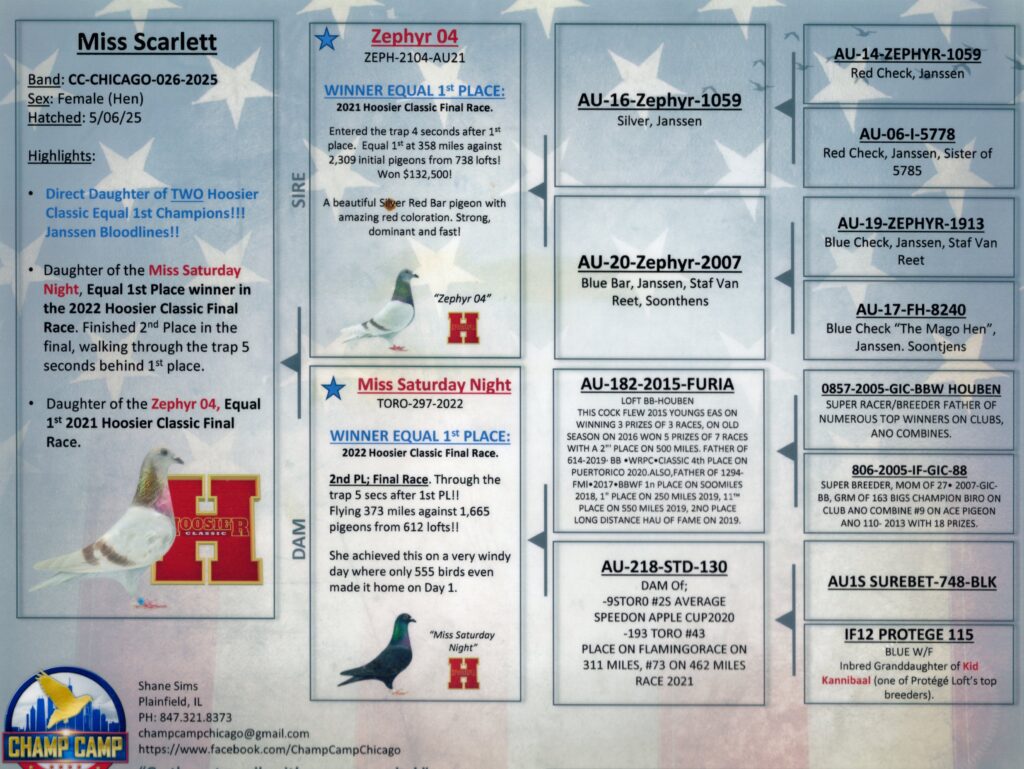 Pigeon pedigree and race results poster