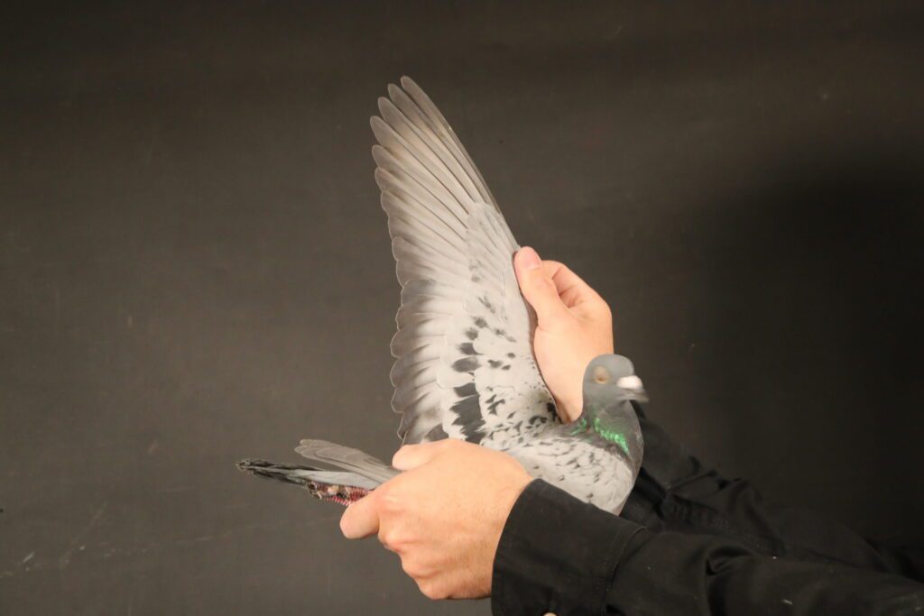 Pigeon showing iridescent neck and wing