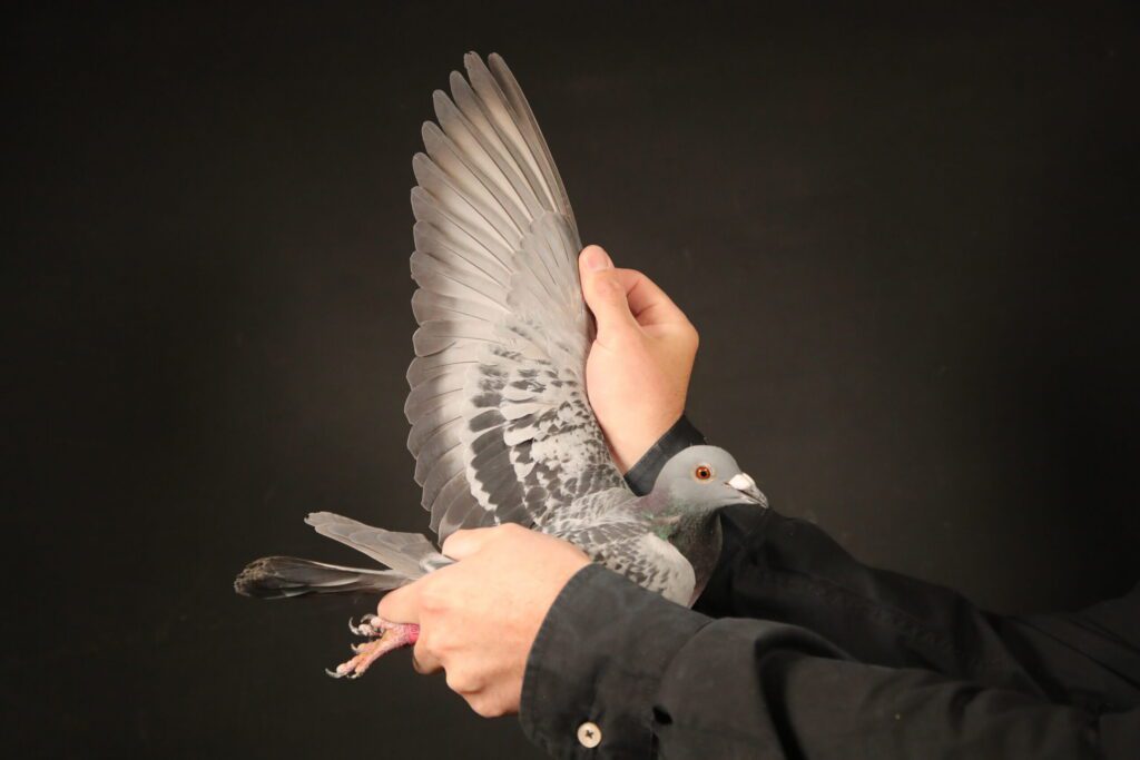 Speckled pigeon wing displayed with orange eye