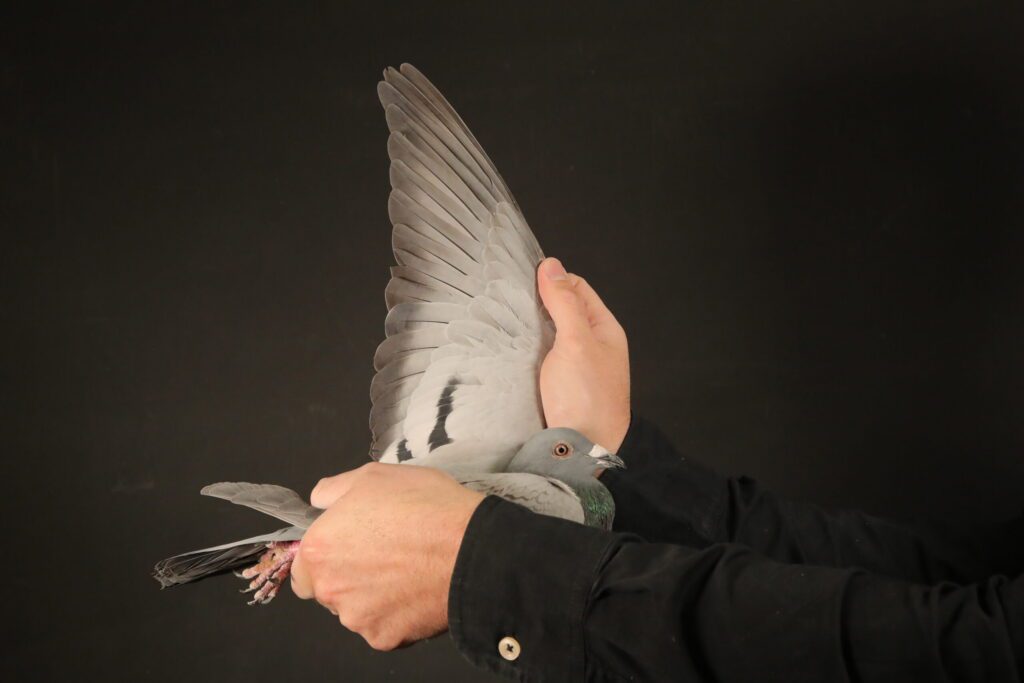 Gray pigeon with wing held vertically