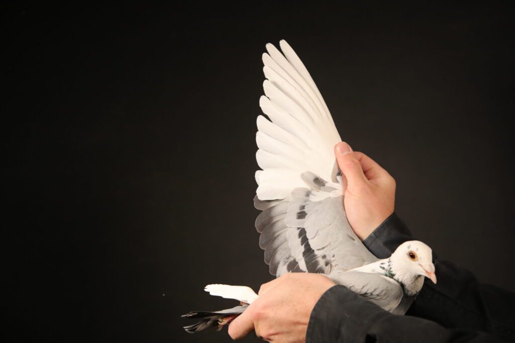 Hand holding a pigeon's outstretched wing