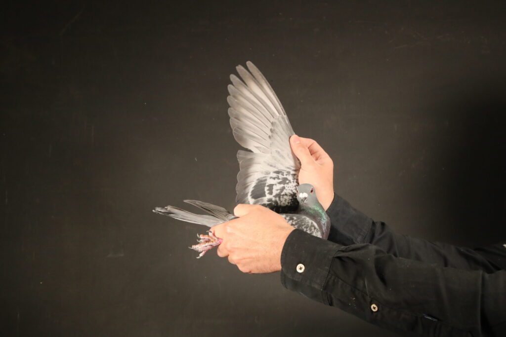 Hands holding pigeon with extended wing