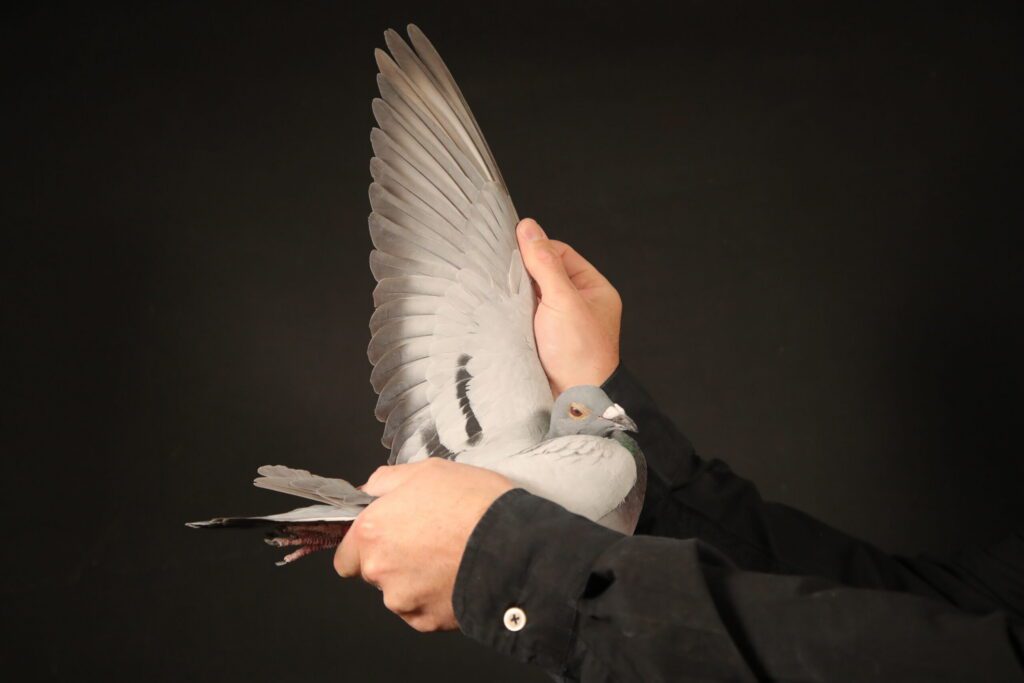 Man holding pigeon with lifted wing