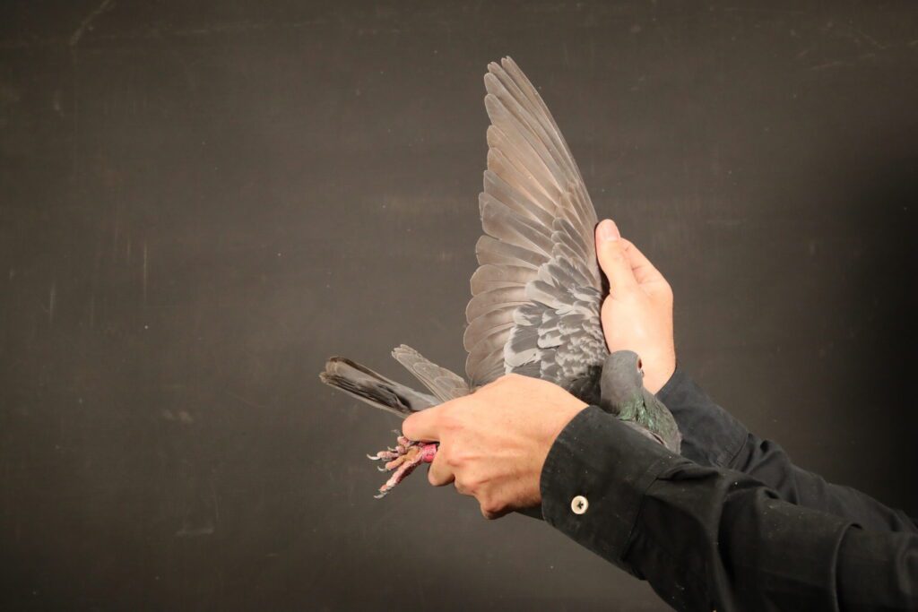 Hands examining pigeon wing and leg