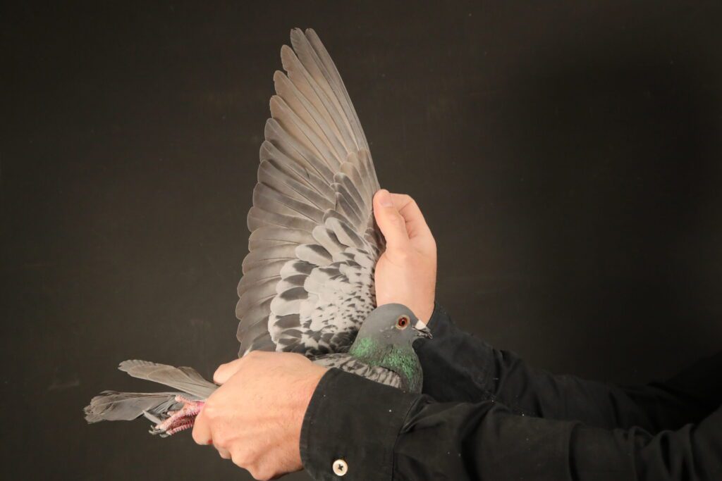 Close up of pigeon wing and neck