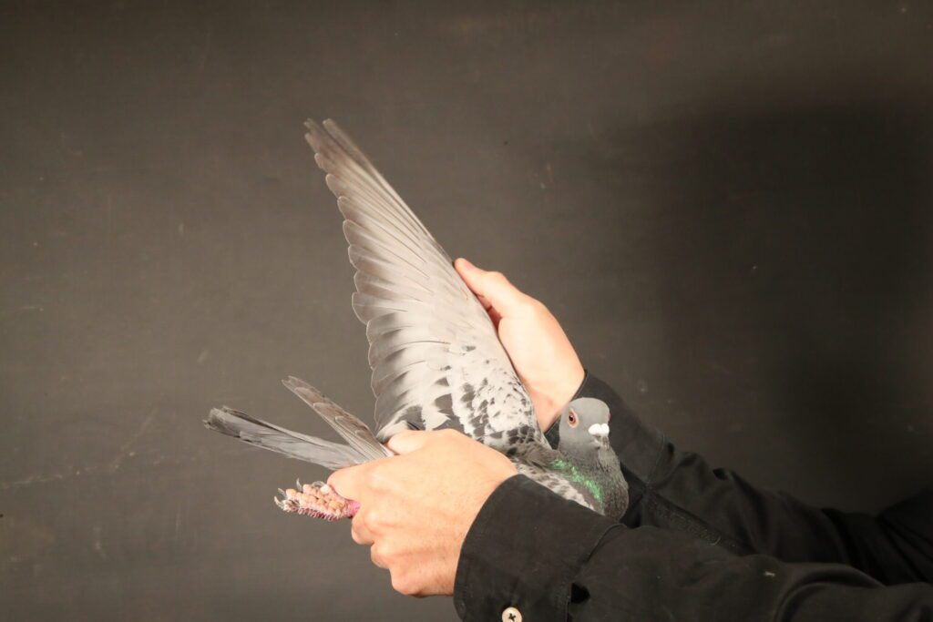 Pigeon spread wing with visible feet