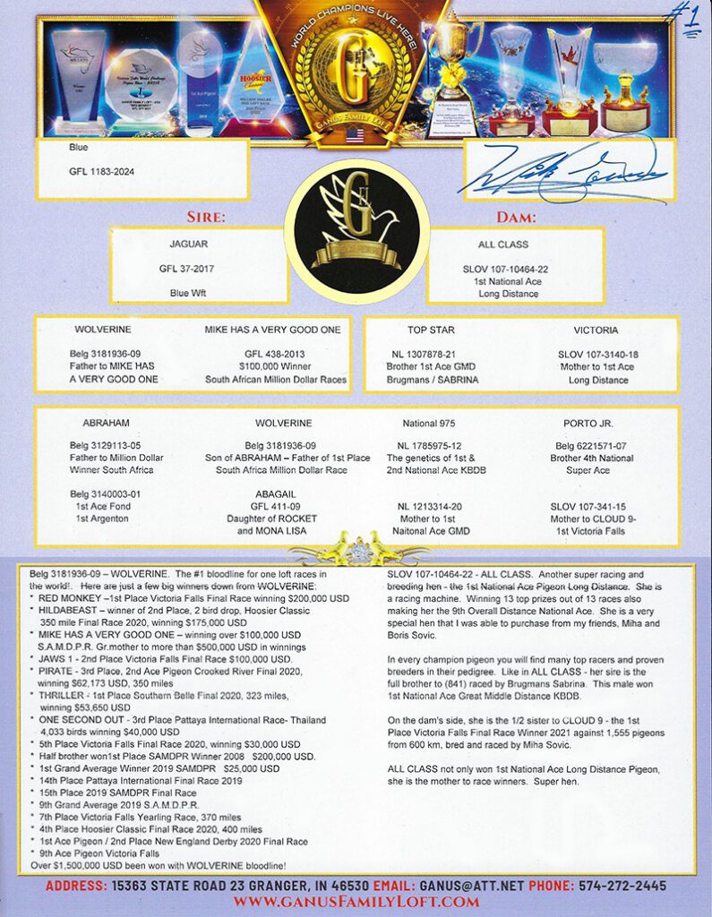 Racing pigeon pedigree certificate with trophies