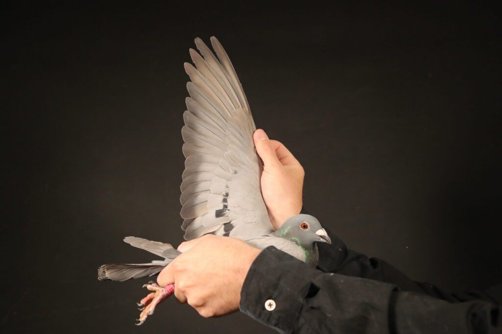 Hand holding pigeon with outstretched wing