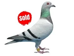 Racing pigeon with red "sold" stamp
